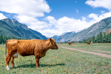 cow in the Altay mountains