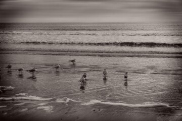 Birds Feeding on the Beach