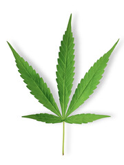 green Marijuana leaf isolate on white background, clipping part