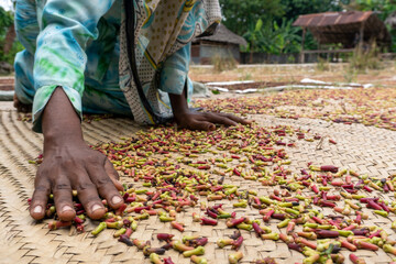 Hands of African Woman Spreading a Clove to dry on the thatched mat at Pemba island, Zanzibar,...