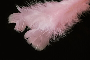Pink feathers isolated on a black background 