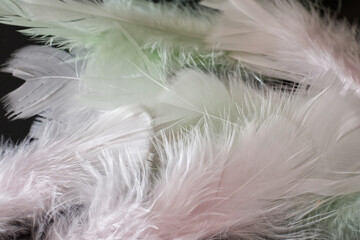 Pink and green feathers  on a black background