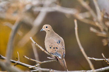 Male Mourning dove perched on a tree branch in the fall.