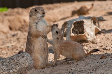 Young prairie dog seeking attention from parent