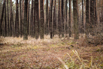 Cold autumn pine forest gloomy with yellowed grass