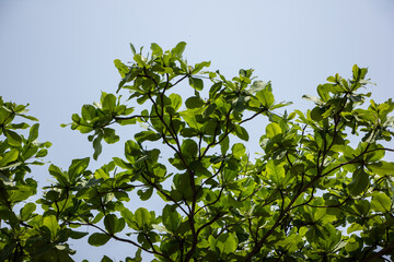 Green leaf of  Dipterocarpus tuberculatus Roxb