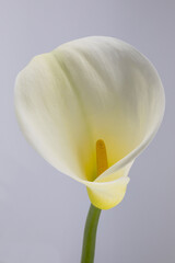 close up of a calla
 flower