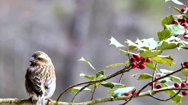 Pine Siskin perching on branch