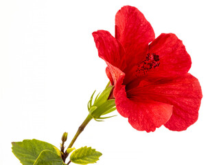 sicilian red hibiscus on white