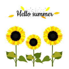 Sunflower flowers on white background and greeting Hello Summer. Summer positive card with yellow sunflowers for printing on fabric, clothing, kitchen textiles, interior design. 