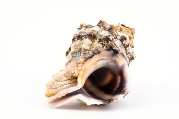 sicilian shell
