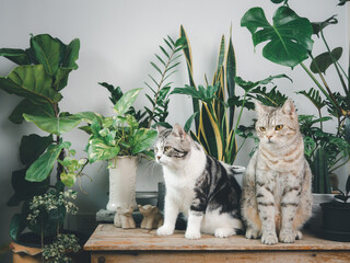 Two lovely happy cats standing on wood table in white room interior with...