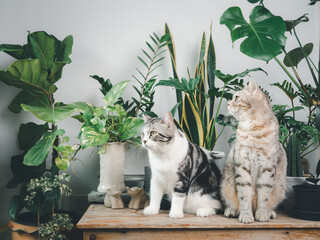 Two lovely happy cats standing on wood table in white room interior with houseplant,Monstera,Philodendron,Ficus Lyrata,snake plant and Spotted betel in pot © jcsmilly