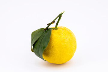 sicilian lemon
