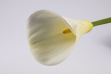 calla