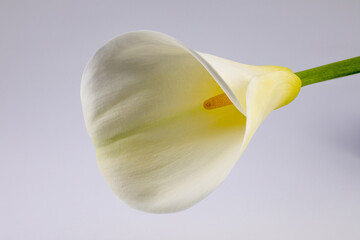 calla
