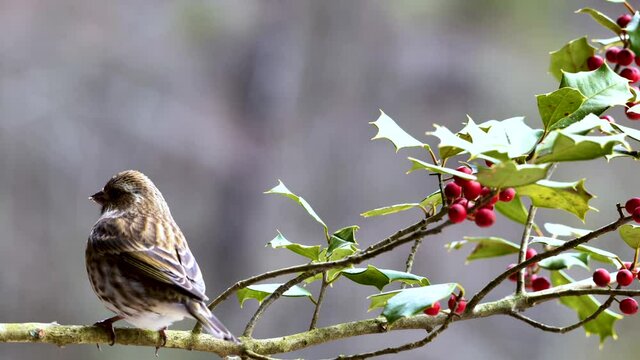 Pine Siskin perching on branch