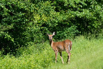 Naklejka na ściany i meble Female juvenile White-tailed deer looking at camera in the forest.