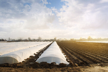 Agricultural fields covered with a protective coating against bad cold weather. Spunbond agrofibre....