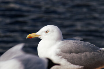 Closeup side view of a seagull with the ocean as a background 