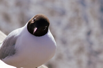 Seagull looking towards the camera with its head tilted with copy space 