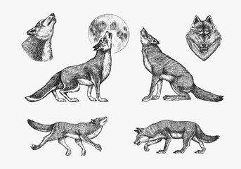 Gray wolf set. Gray wolf. A predatory beast. Wild forest animal. Vector Engraved hand drawn Vintage old sketch for stamp, t-shirt or typography or badge.