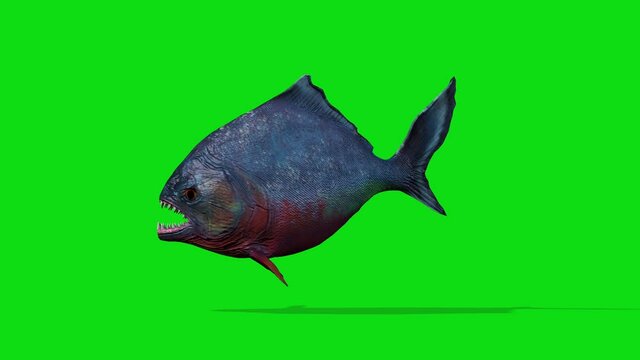 Piranha Fish Swimming Seamless Loop, Blue Screen Chromakey