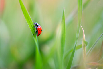 Obraz premium Ladybug is sitting on the grass