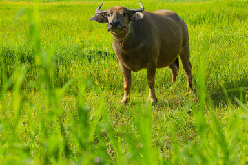 Mammal animal, Thai buffalo in grass field,A buffalo is eating grass in the middle of a green...