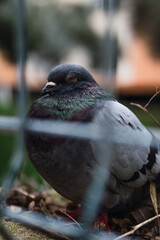 Pigeon sitting in the park behind a fence