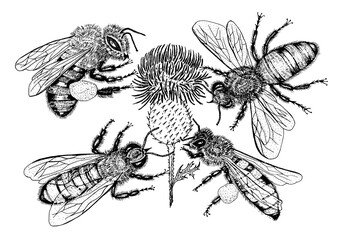  Bee and Honey. Mead and insect. Vector Engraved hand drawn Vintage old sketch for t-shirt or typography or badge. Vector illustration