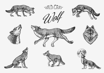 Gray wolf set. Gray wolf. A predatory beast. Wild forest animal. Vector Engraved hand drawn Vintage old sketch for stamp, t-shirt or typography or badge. - obrazy, fototapety, plakaty