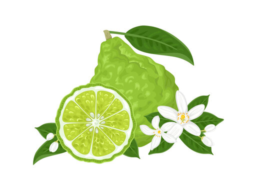 Vector bergamot citrus. Illustration of tropical fruit, slice, flowers and green leaves isolated on white. Cartoon flat style. 