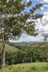 Palms, Trees and mountains in the caribbean