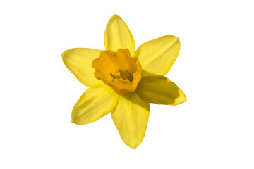 yellow narcissus flower isolated on white background, copy space
