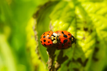 Beautiful ladybugs being mate on green leaves