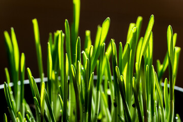 Fototapeta na wymiar Fresh, young stalks of green barley grass on a dark background. Spring and Easter plant grown at home. Edible grass for cats. 