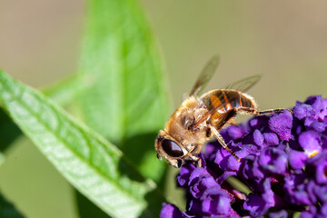 honey bee collecting pollen on a purple buddleja flower in blur background. High quality photo