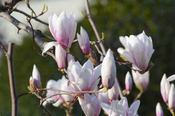 Un albero di magnolia con fiori rosa e bianchi.