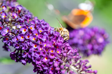 honey bee collecting pollen on a purple buddleja flower in blur background. High quality photo
