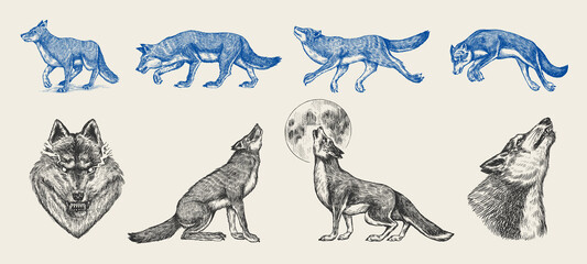 Gray wolf set. Gray wolf. A predatory beast. Wild forest animal. Vector Engraved hand drawn Vintage old sketch for stamp, t-shirt or typography or badge.
