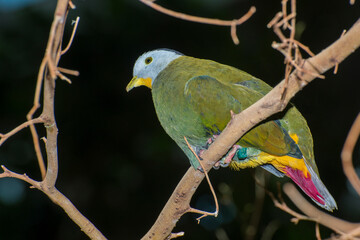 A male Black-naped Fruit-dove sitting on a branch