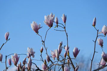 Un albero di magnolia con fiori rosa e bianchi.