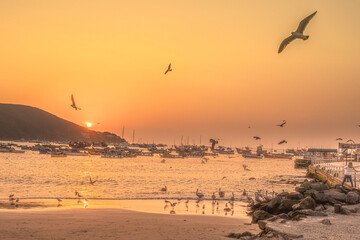 playa, ocasos, aves marinas, playas, botes, yates, surfers, vida marina