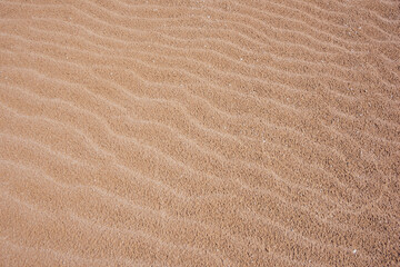 Fototapeta na wymiar Sandy dunes in desert in sunny day