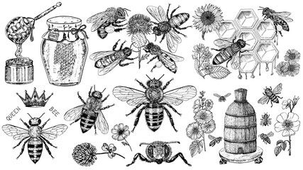  Bee and Honey set. Mead and insect and floral and Beekeeping. Honeycomb and hive Vector Engraved hand drawn Vintage old sketch for t-shirt or typography or badge. Vector illustration - obrazy, fototapety, plakaty