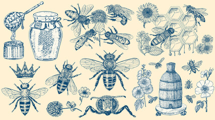  Bee and Honey set. Mead and insect and floral and Beekeeping. Honeycomb and hive Vector Engraved hand drawn Vintage old sketch for t-shirt or typography or badge. Vector illustration
