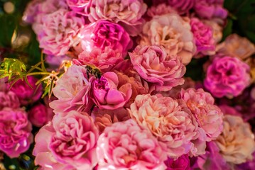 pink and white roses