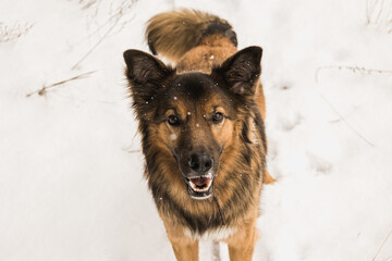 german shepherd dog on snow