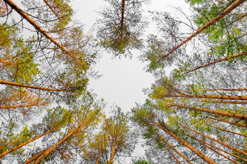 Tall pines in a circle